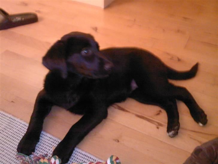 Blanding af racer Bailey billede 8