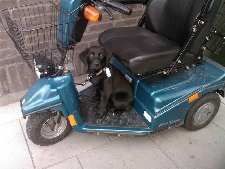 Blanding af racer Bailey - "Skal vi ikke pøve den her tingest mor?" (mon ejeren havde givet lov hvis jeg havde spurgt :oP) billede 9