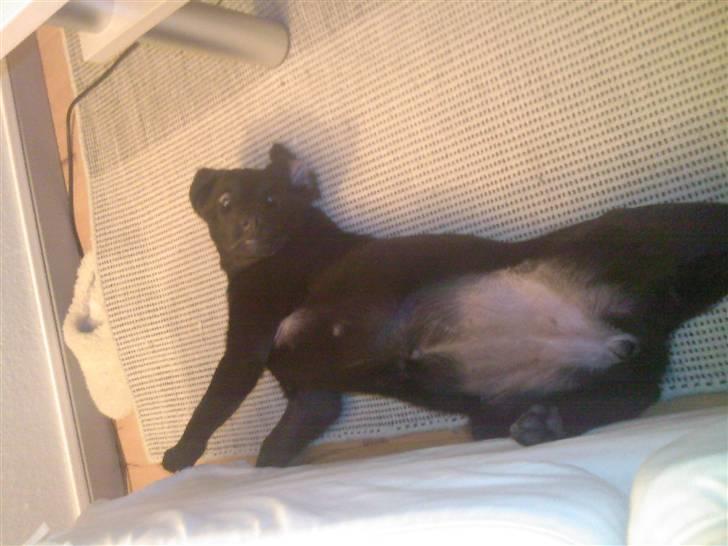 Blanding af racer Bailey - "Hvad nu??Jeg ligger fakisk lige og sover til middag" billede 10