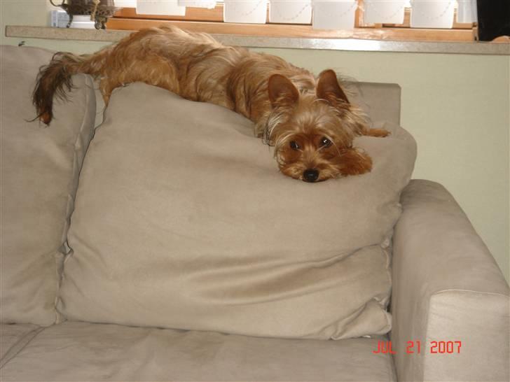 Blanding af racer Miki - Miki hygger i sofaen d. 23.7.07 billede 1