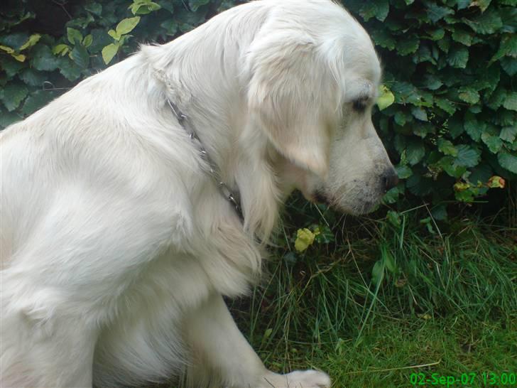 Golden retriever Balto - Mor ikke forstyr mig.... jeg stener over det her hul jeg ikke må grave for dig  billede 12