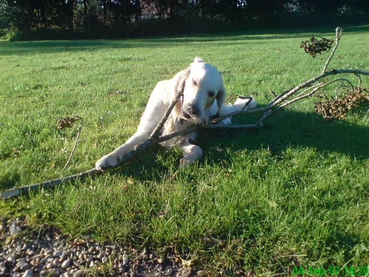 Golden retriever Balto - dejlig stor gren mums :) billede 13