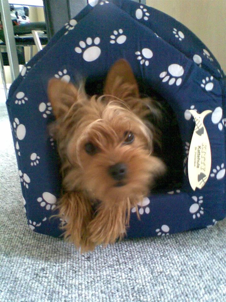 Blanding af racer Miki - Miki har fået ny hule. billede 2