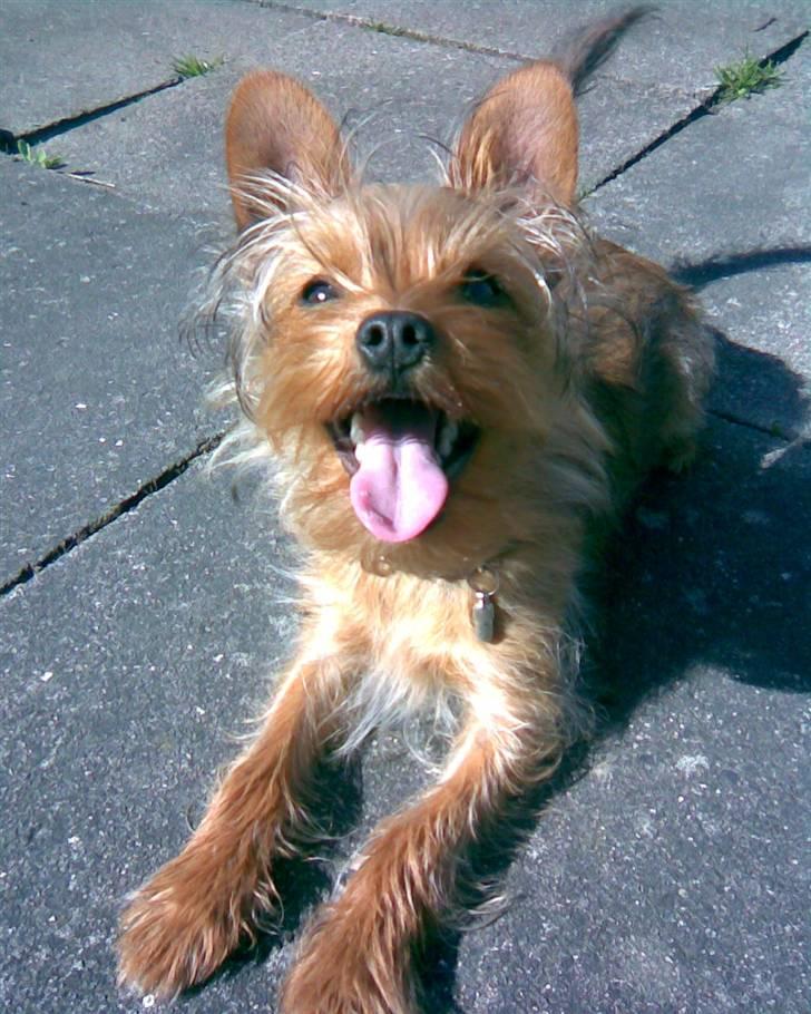 Blanding af racer Miki - Miki nyder foråret i april 2007 billede 3