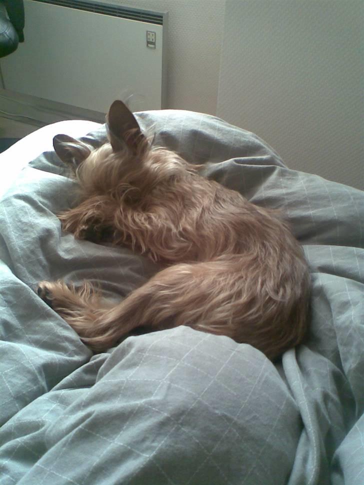 Blanding af racer Miki - Miki ligger og gaser i vores dyner ;o) billede 4