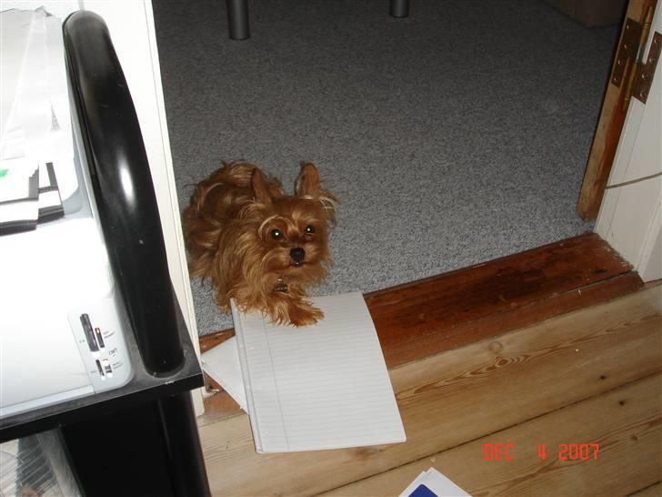 Blanding af racer Miki - Miki slapper af, mens mor skriver eksamensopgave.. billede 5