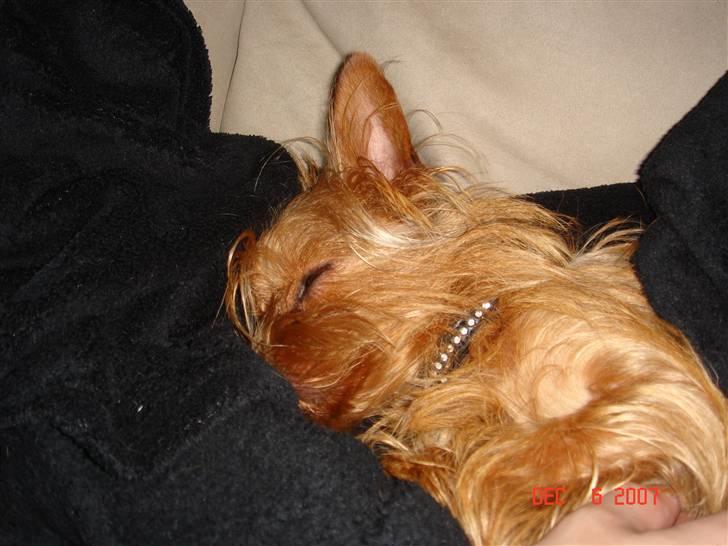 Blanding af racer Miki - Miki putter på skødet af mor billede 6