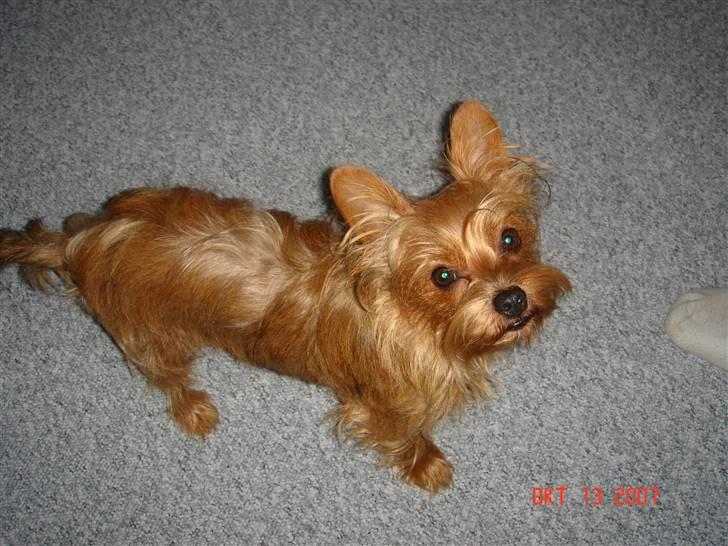 Blanding af racer Miki billede 7