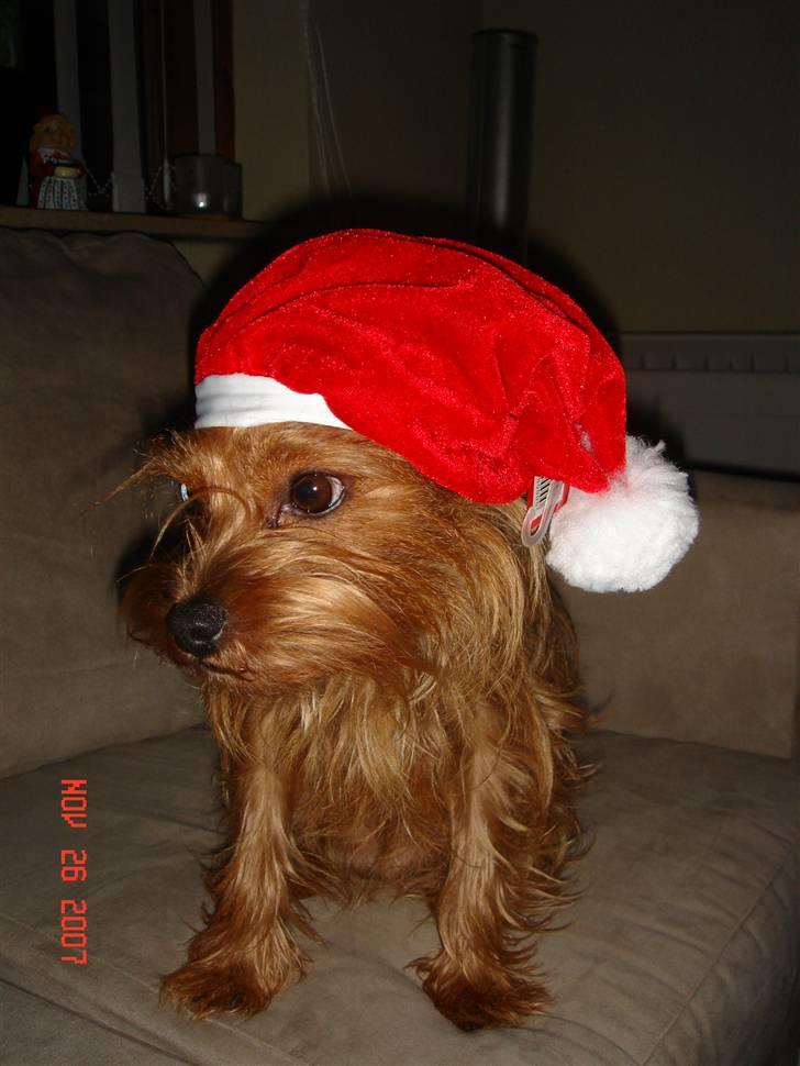 Blanding af racer Miki - Miki som nisse december 2007. billede 8