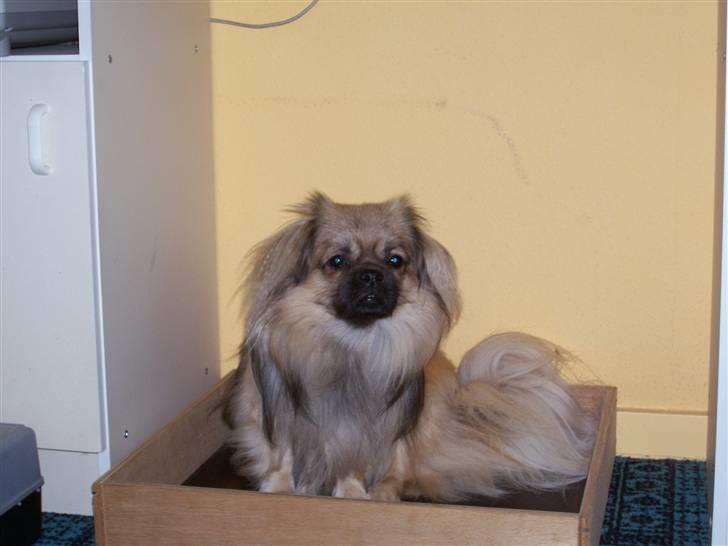 Tibetansk spaniel Desse (Sommerlyst) billede 6