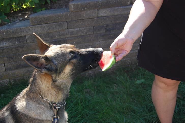 Schæferhund Dina billede 16