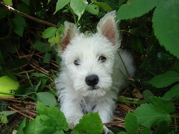 West highland white terrier Victor billede 1