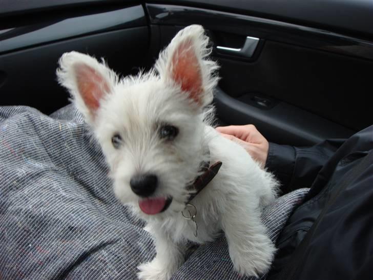 West highland white terrier Victor billede 2