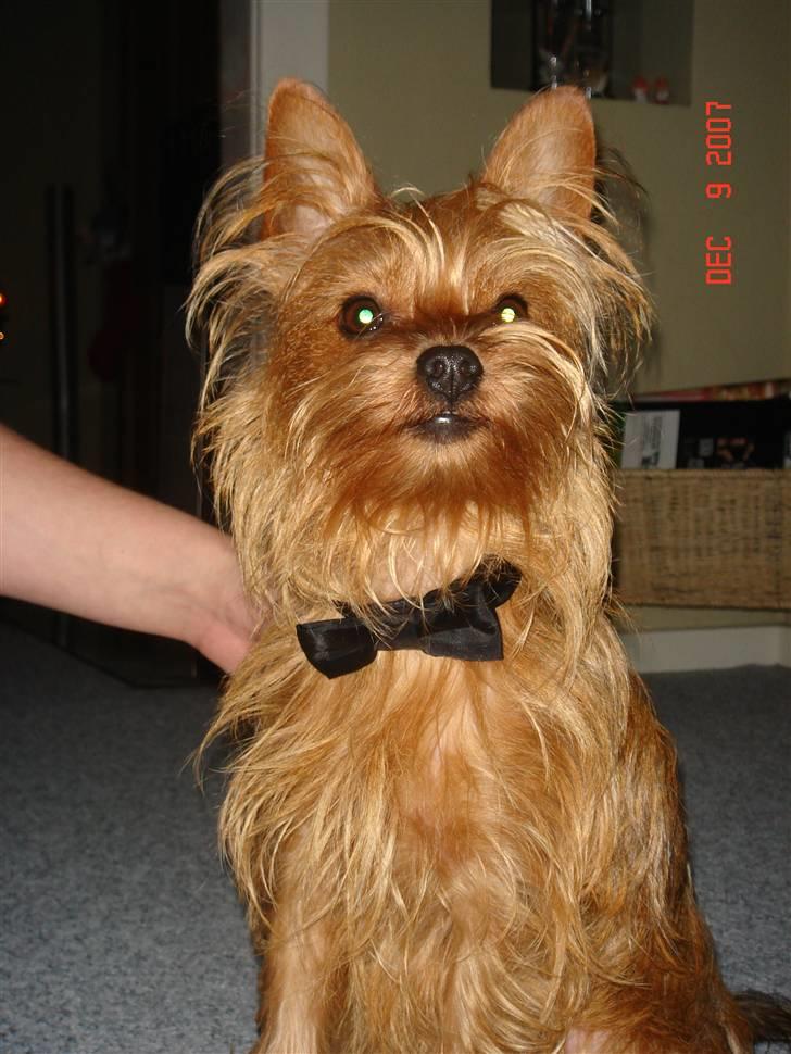 Blanding af racer Miki - Miki har fået en butterfly til nytår.. Han skulle jo også være fin.. Så fik syet en specielt til ham:o) billede 9