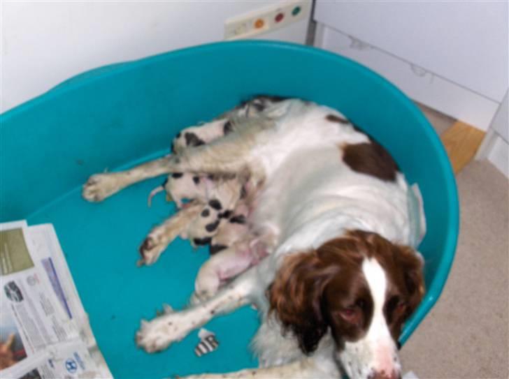 Field Trial spaniel Dina - Så er mælke baren åben .  billede 9