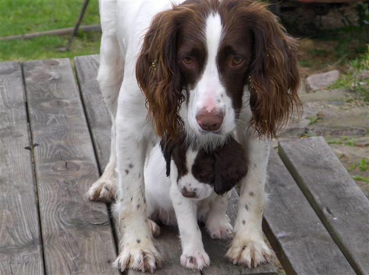 Field Trial spaniel Dina - Dina og hende hvalp frej  billede 10