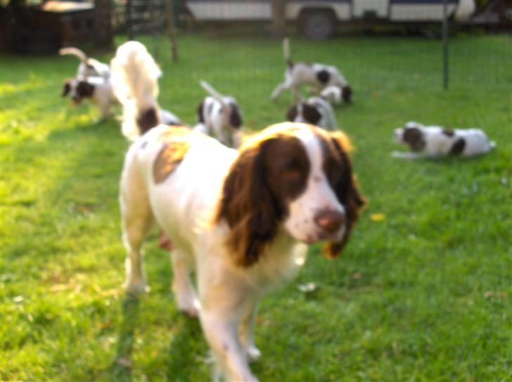 Field Trial spaniel Dina - Så smutter jeg fra mine børn billede 11