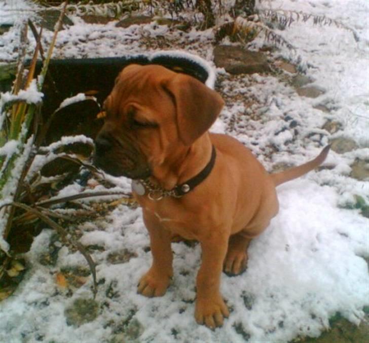 Blanding af racer Timo R.I.P <3 billede 4