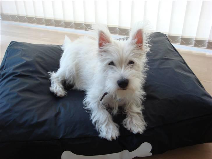 West highland white terrier Victor billede 3