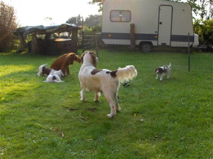 Field Trial spaniel Dina billede 12