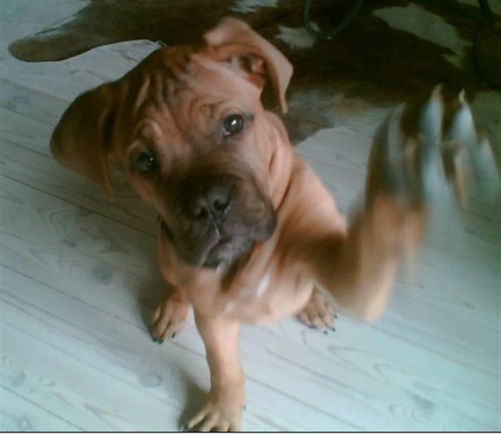 Blanding af racer Timo R.I.P <3 - High five billede 6
