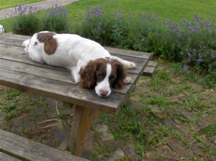 Field Trial spaniel Dina - Det er meget hårdt at være mor, og det eneste sted der er fred er oppe på boret ..  billede 13