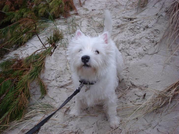 West highland white terrier Victor billede 4