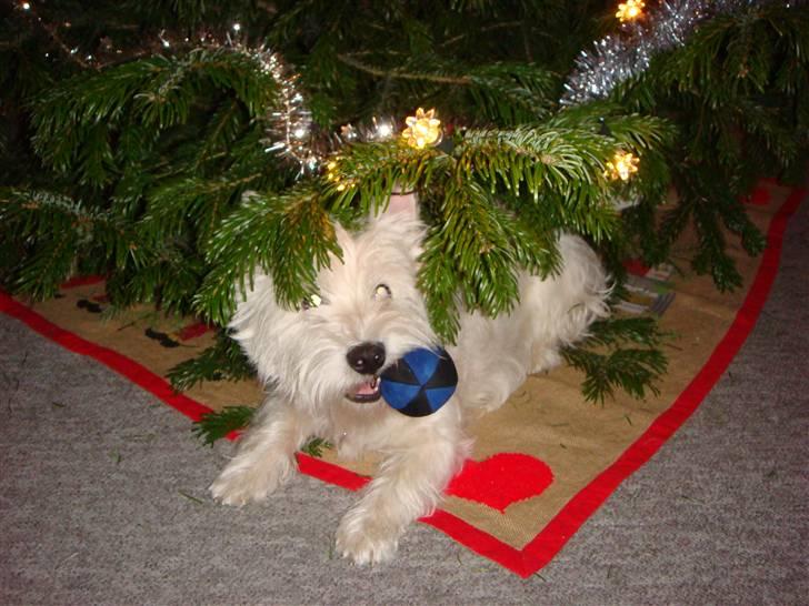 West highland white terrier Victor billede 5