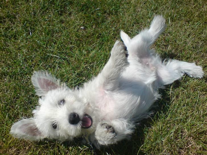 West highland white terrier Victor billede 6