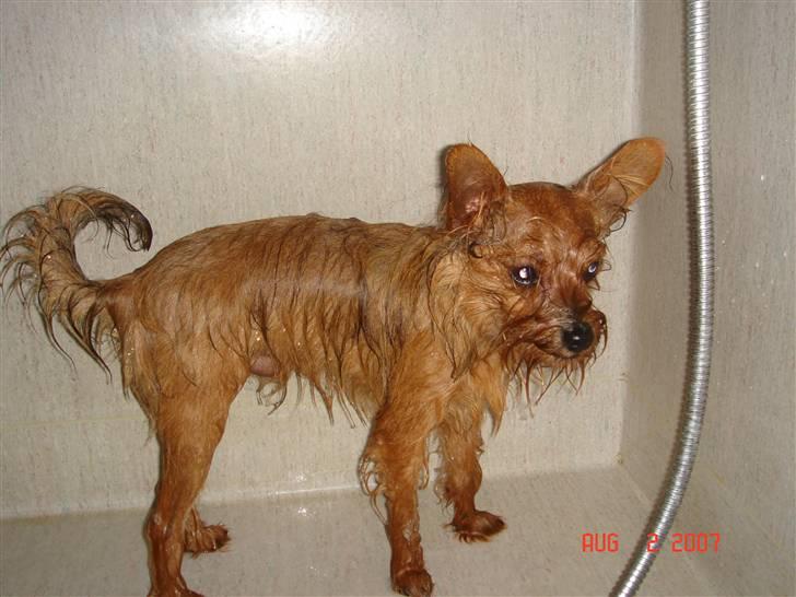 Blanding af racer Miki - Miki i bad den 2.8.07 billede 12