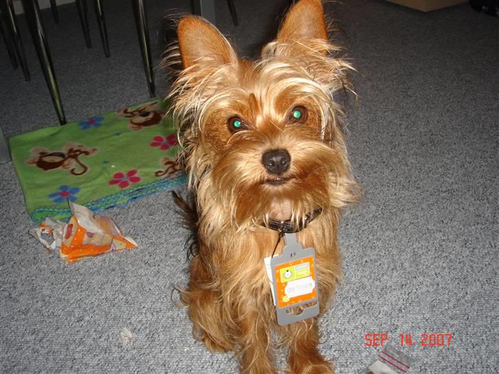 Blanding af racer Miki - Miki er stolt med sit nye halsbånd på sin 1 års fødseldag den 14. september 2007. billede 14