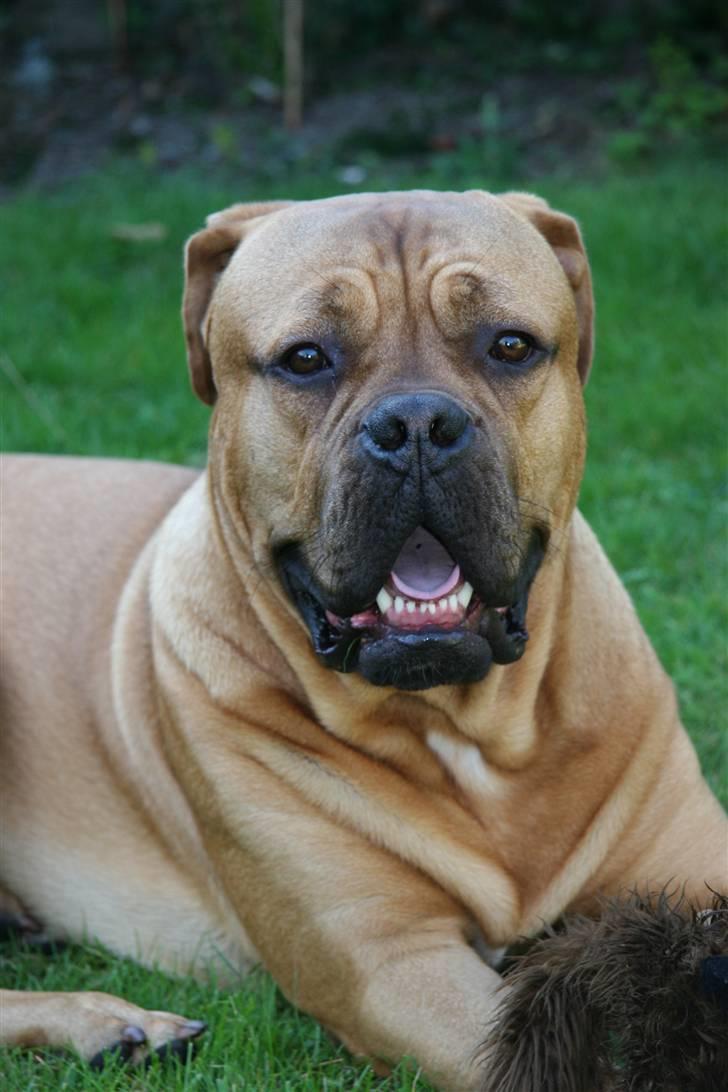 Blanding af racer Timo R.I.P <3 - Timo nyder livet i haven billede 9