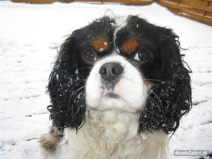 Cavalier king charles spaniel Bergkamp - Himmelhund - Sne er bare en herlig ting at lege i! Sådan lige at køre snuden gennem sneen er dejligt. billede 17