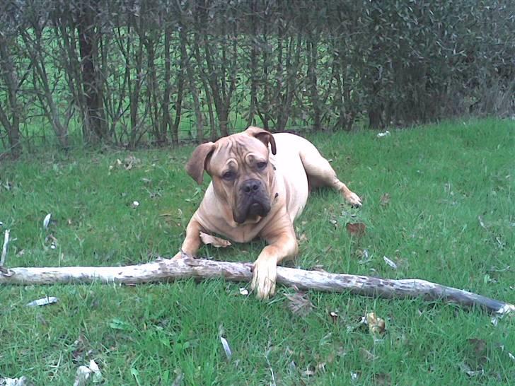 Blanding af racer Timo R.I.P <3 - Ny "pind" til haven?? billede 11