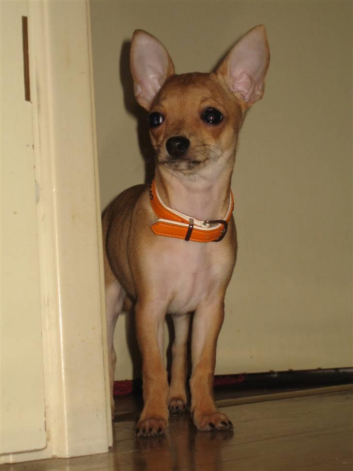 Chihuahua Ofelia billede 12