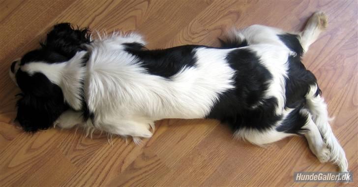 Cavalier king charles spaniel Bergkamp - Himmelhund - Dette er yndlingspositionen! Mor og far kalder den "flyver". billede 18