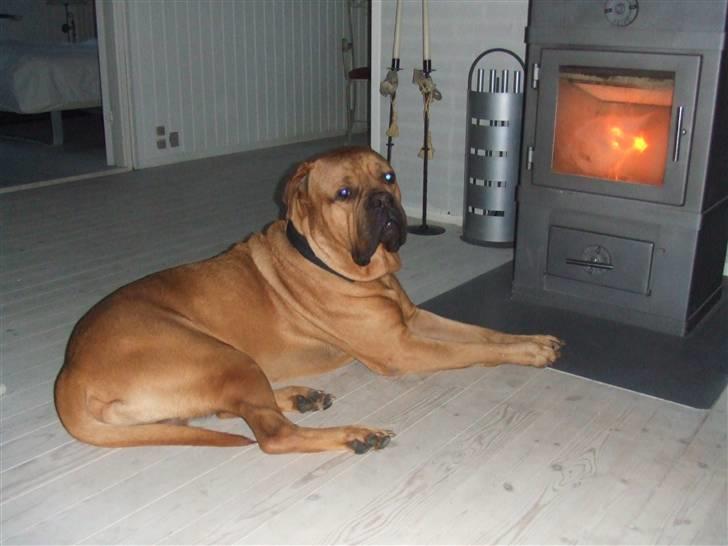 Blanding af racer Timo R.I.P <3 - Er der noget som en vinter dag ved brændeovnen billede 13