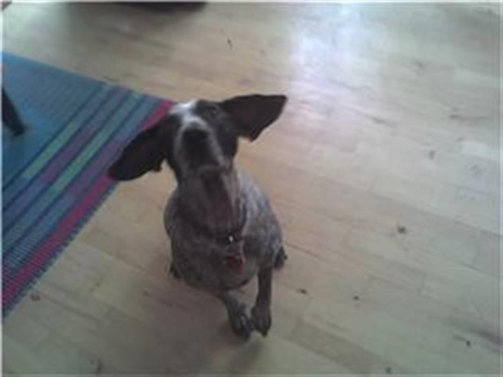 Ruhåret hønsehund sally billede 5