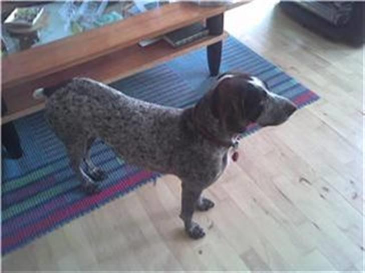 Ruhåret hønsehund sally billede 7