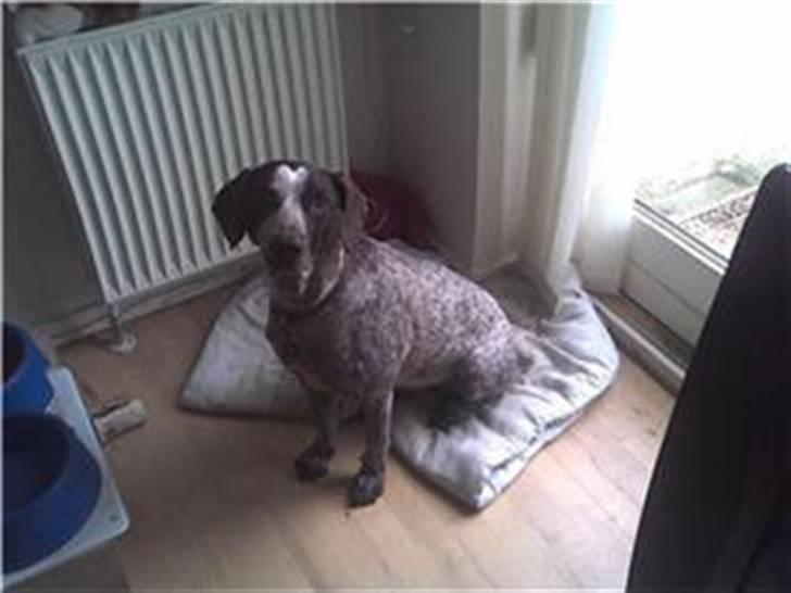 Ruhåret hønsehund sally billede 8