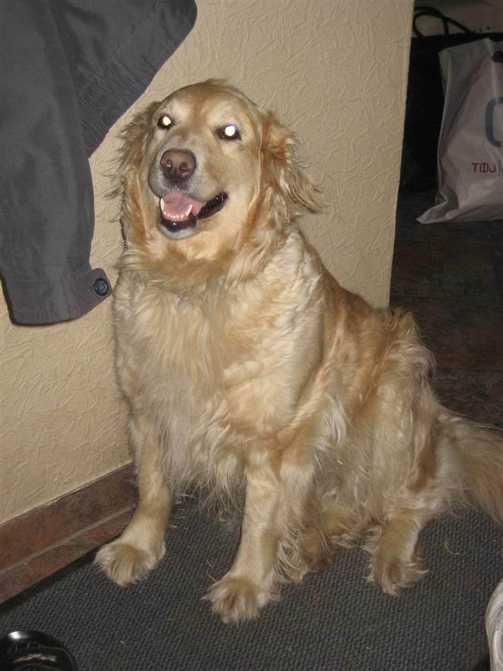 Golden retriever lady billede 16
