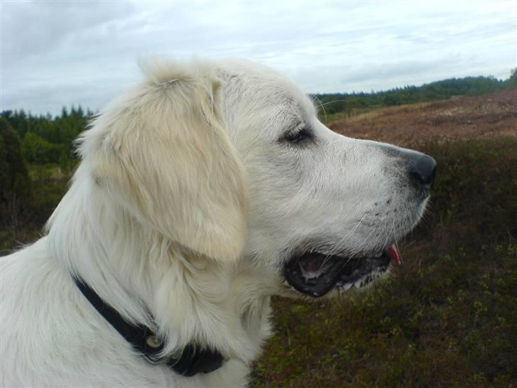 Golden retriever Eddie - 6 mdr. billede 1