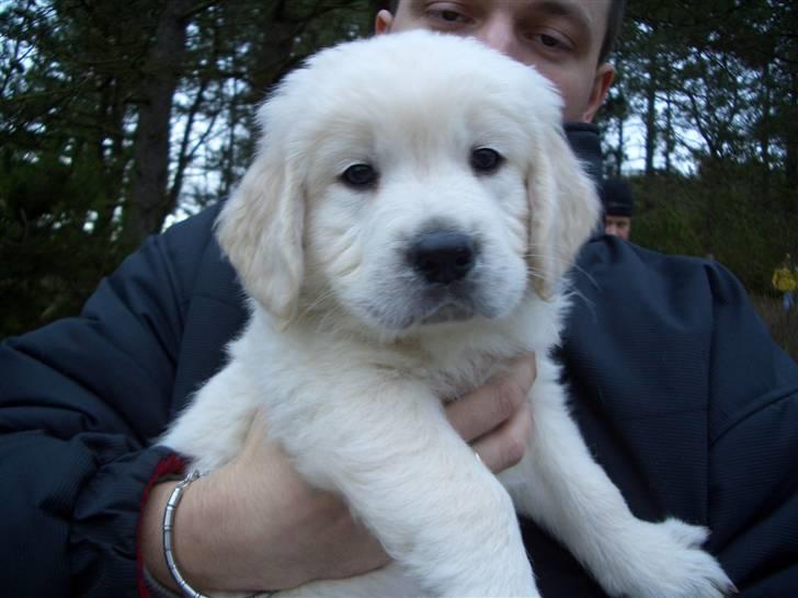 Golden retriever Eddie billede 2