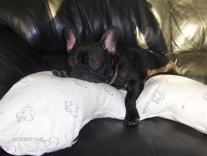 Fransk bulldog lulu billede 16