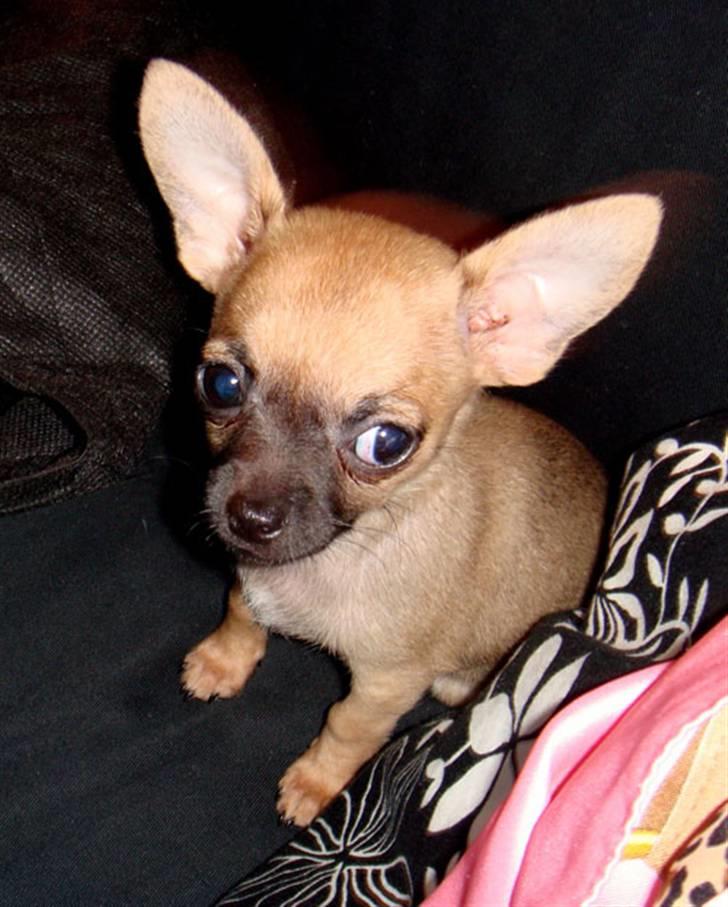 Chihuahua Phoebe billede 14