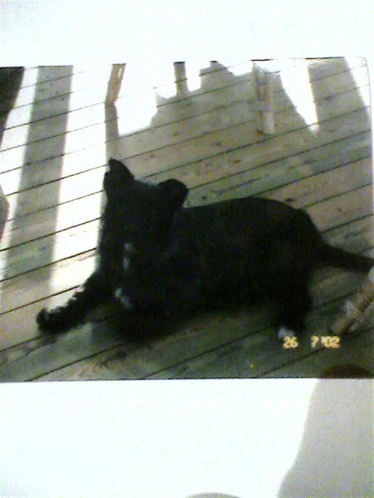 Cairn terrier skipper billede 1