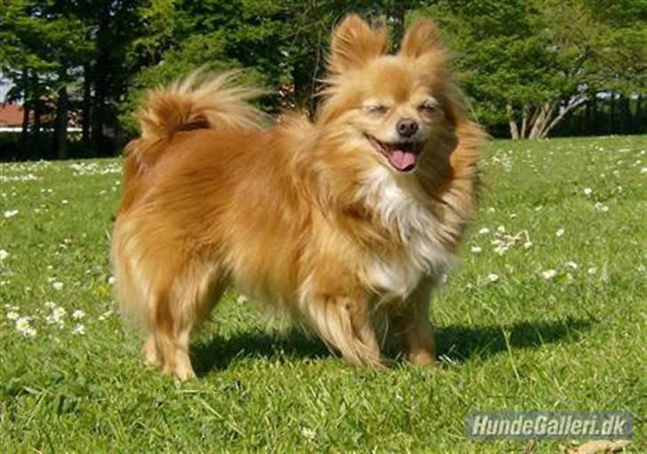 Blanding af racer Bella - Sommer 2007 - I parken. billede 13