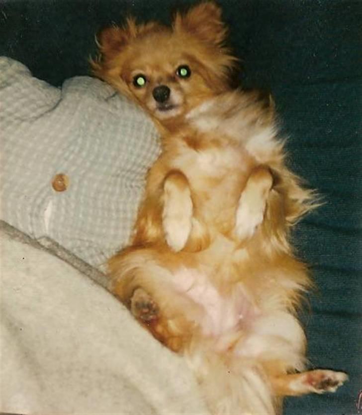 Blanding af racer Bella billede 14