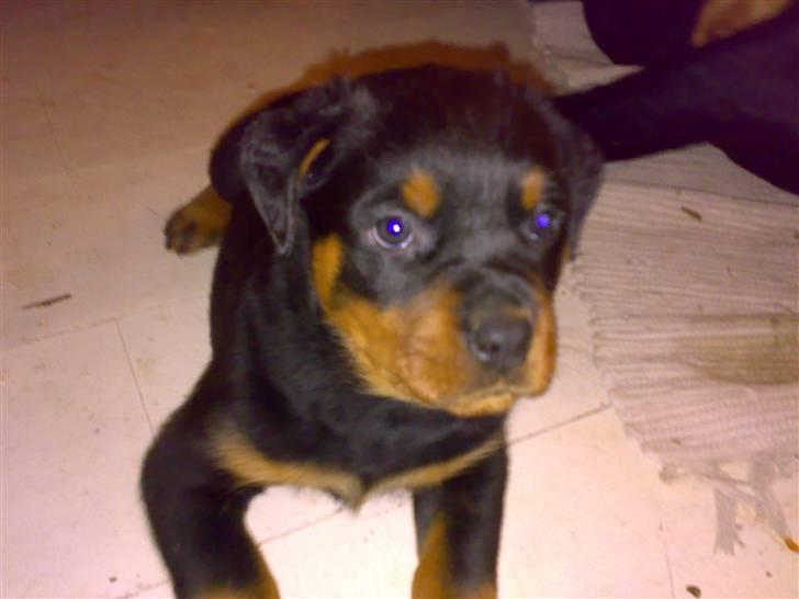 Rottweiler Basse - Basse 6 uger. billede 4