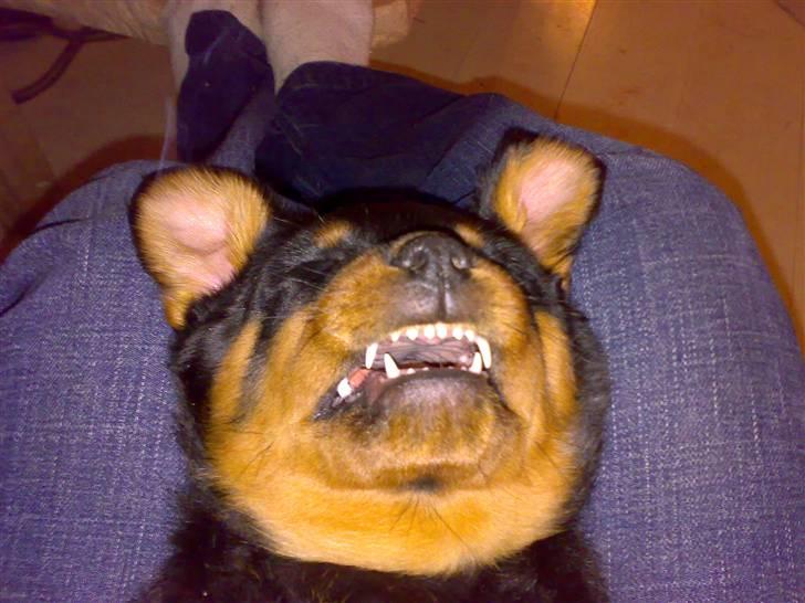 Rottweiler Basse - Ligner jeg ikke bare en farlig bamse når jeg sover? billede 5